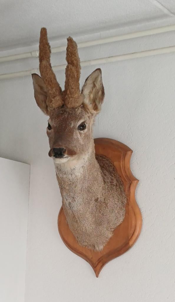 2 mooie hertenkoppen, Antiek en Kunst, Ophalen