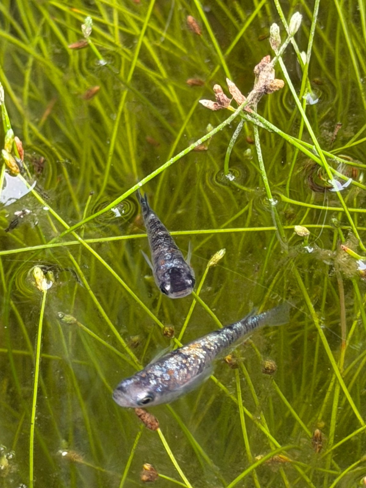 Medaka Exclusieve Premium Japanse rijstvis raszuiver, Dieren en Toebehoren, Vissen | Aquariumvissen, Vis