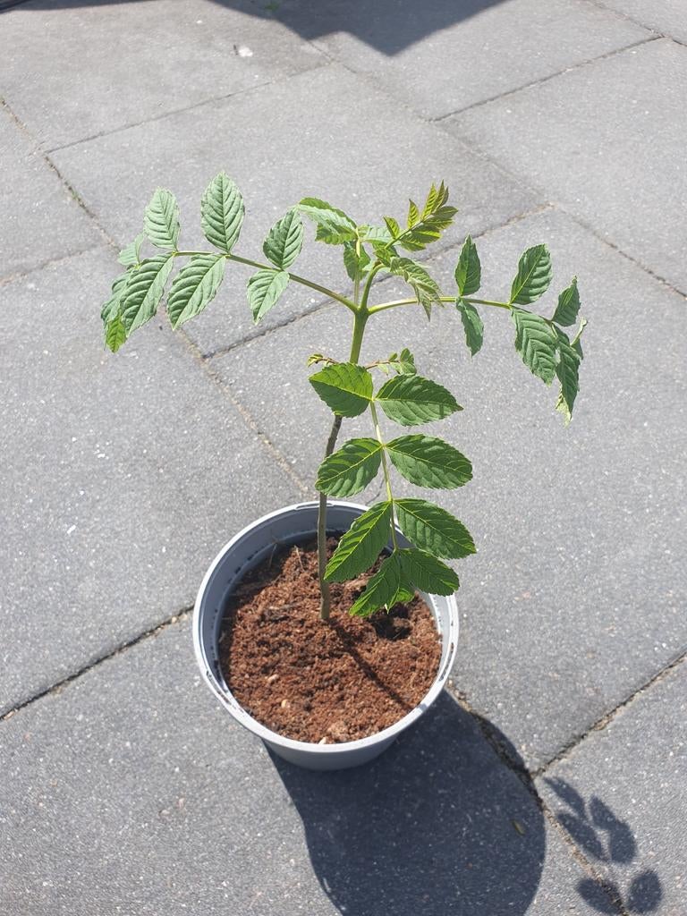 Fraxinus excelsior (Esboom) in pot, 32 cm hoog, Tuin en Terras, Lente, Minder dan 100 cm, Volle zon, In pot