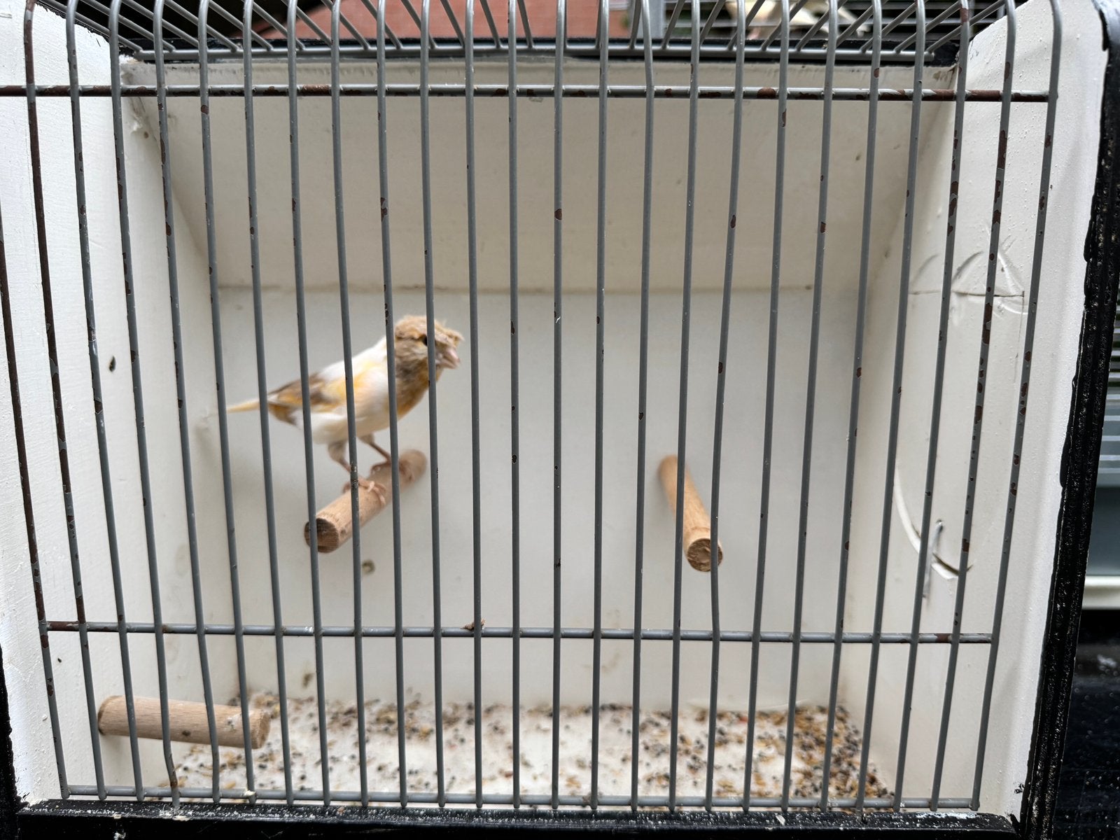 kanarie te koop, Dieren en Toebehoren, Mannelijk