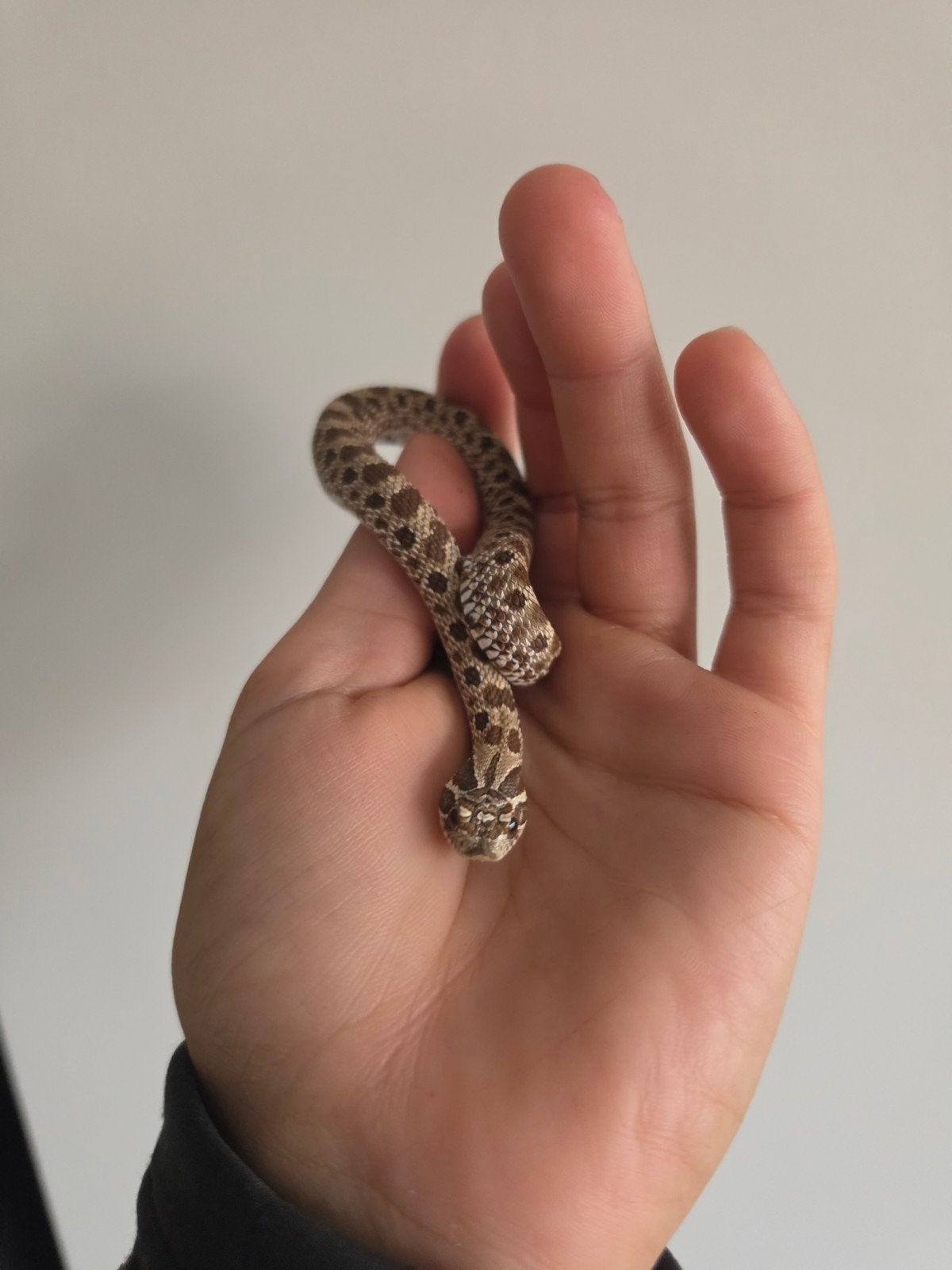 1.0 haakneus man hognose wildkleur '25, Dieren en Toebehoren, Slang, Tam, 0 tot 2 jaar