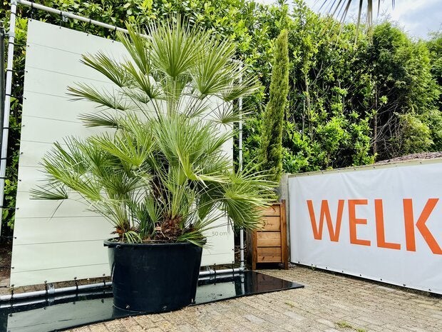 Palmboom - Chamaerops Humilis - hoogte 270-300 cm, Tuin en Terras, In pot, Halfschaduw, Ophalen of Verzenden, 250 tot 400 cm