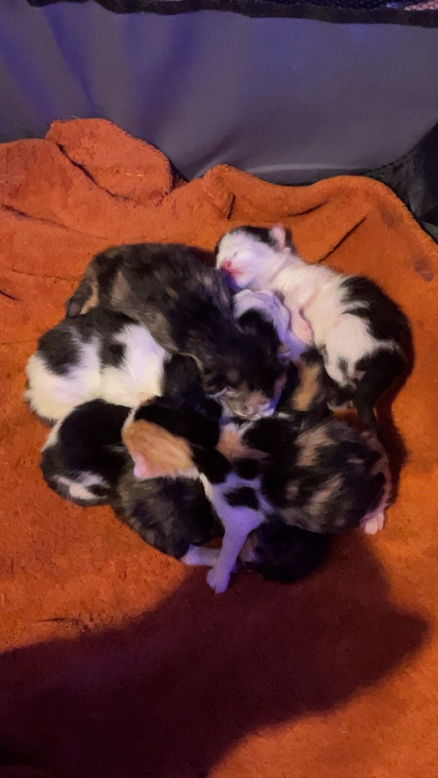 Kittens 13 juni, Meerdere dieren, Kortharig, 0 tot 2 jaar