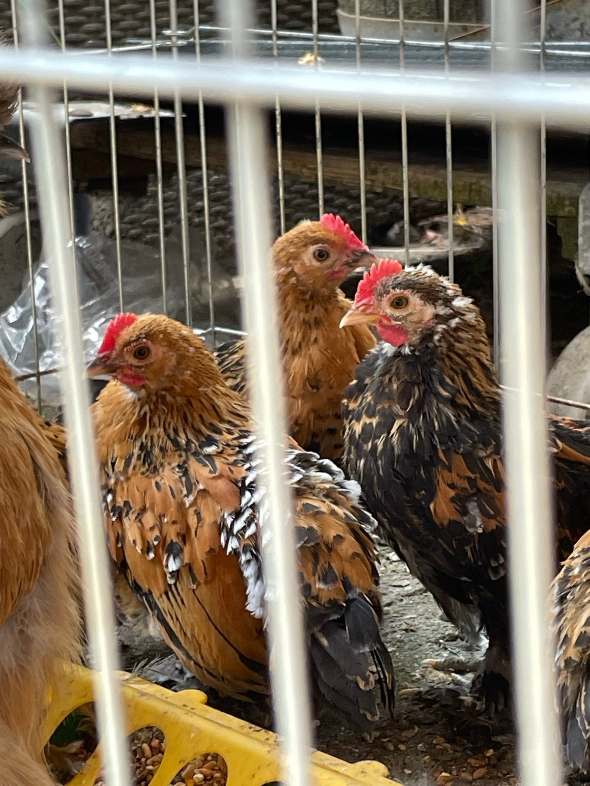 Sabelpoot kriel kippen, Dieren en Toebehoren, Pluimvee, Mannelijk, Kip