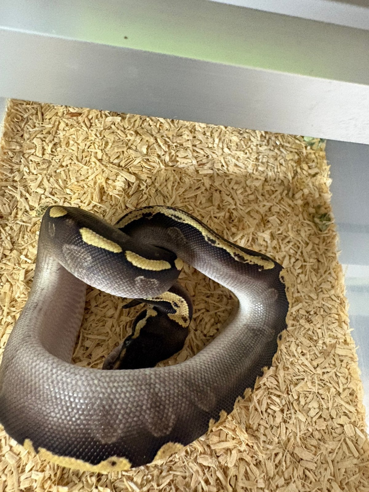 GHI Mojave het Clown mannetje ballpython koningspython Ball Python - male for sale from willems