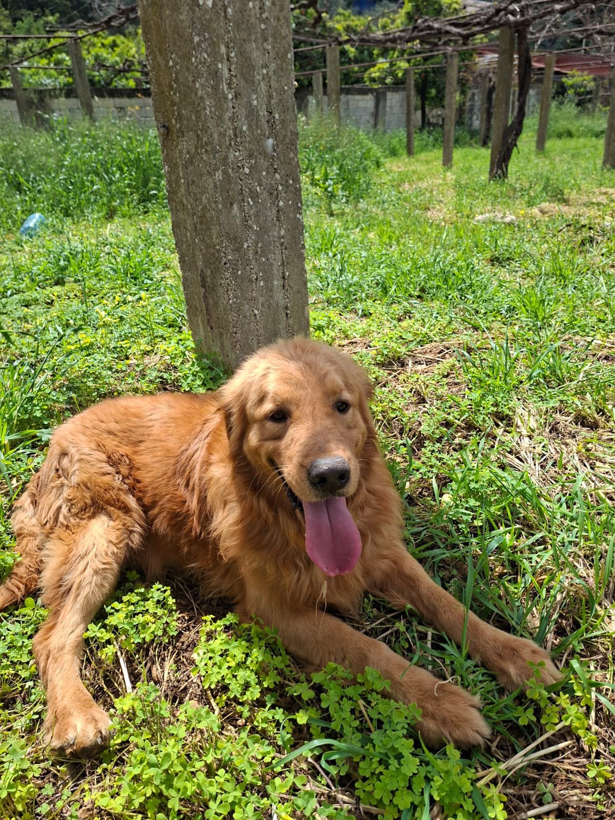 Golden Retriever, Dieren en Toebehoren, Honden | Niet-rashonden, Particulier, Reu, Buitenland, Parvo