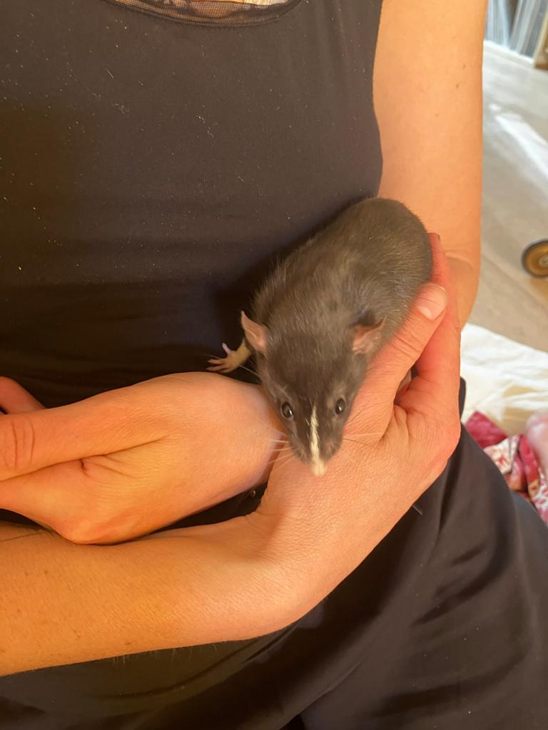 2 superleuke ratjes, handtam ~8-10 weken out, Dieren en Toebehoren, Knaagdieren, Rat, Maart, Mannelijk, Tam