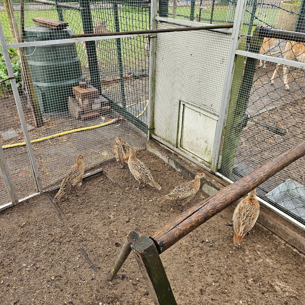 Fazanten, Meerdere dieren, Kip