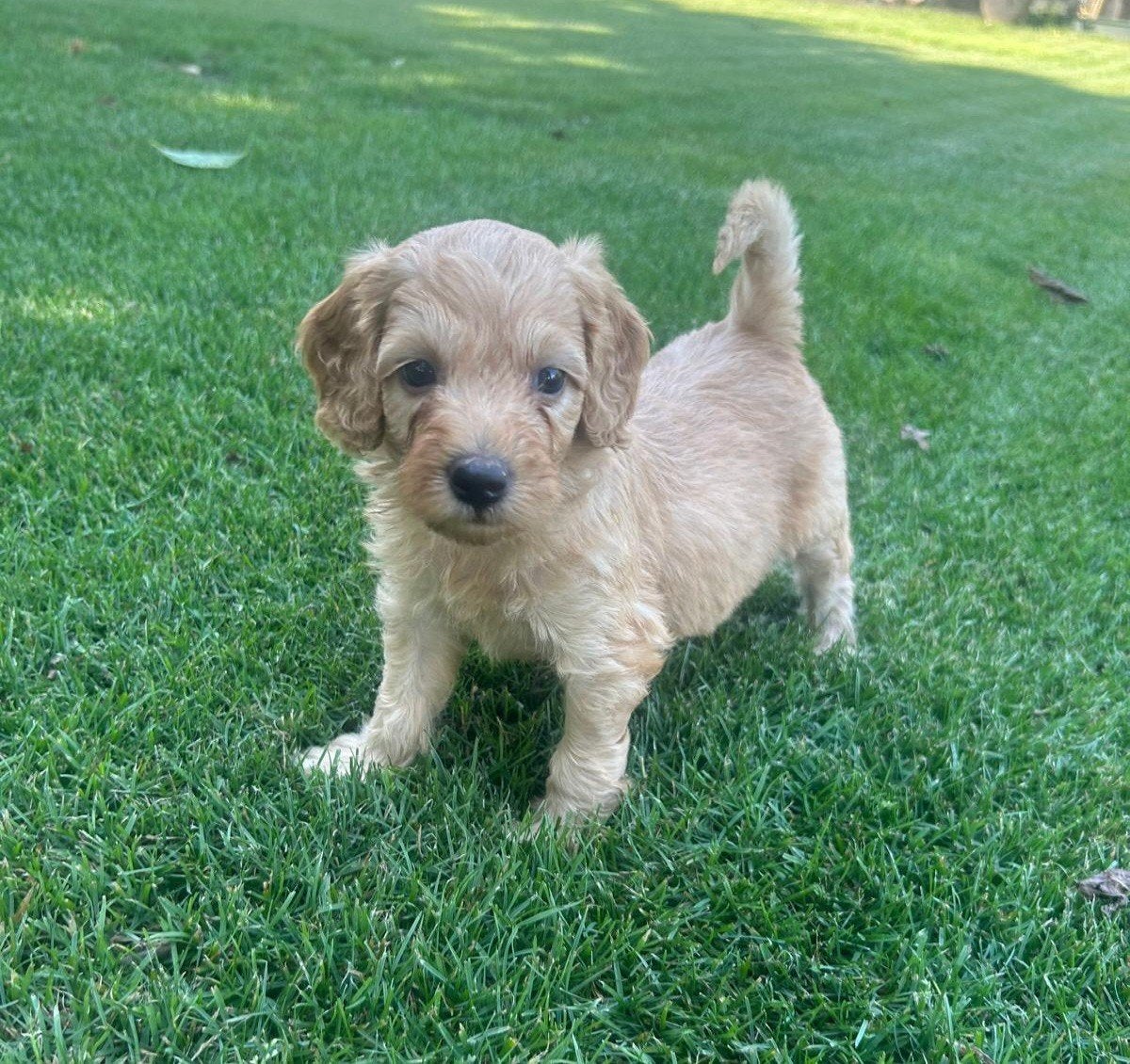 Labradoodle pups mini F3 blond/abrikoos reutjes, Parvo, Overige rassen, 8 tot 15 weken, Meerdere