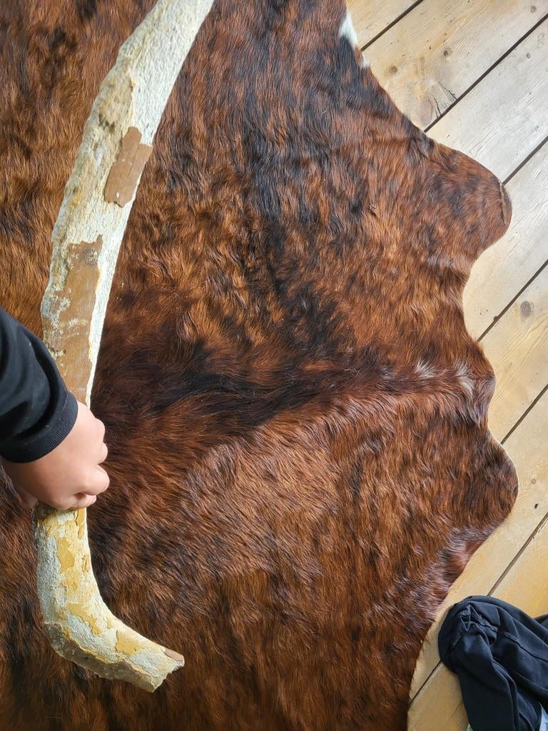 Grote Mammoet Rib - 80 cm - Bijna Compleet, Ophalen of Verzenden, Fossiel
