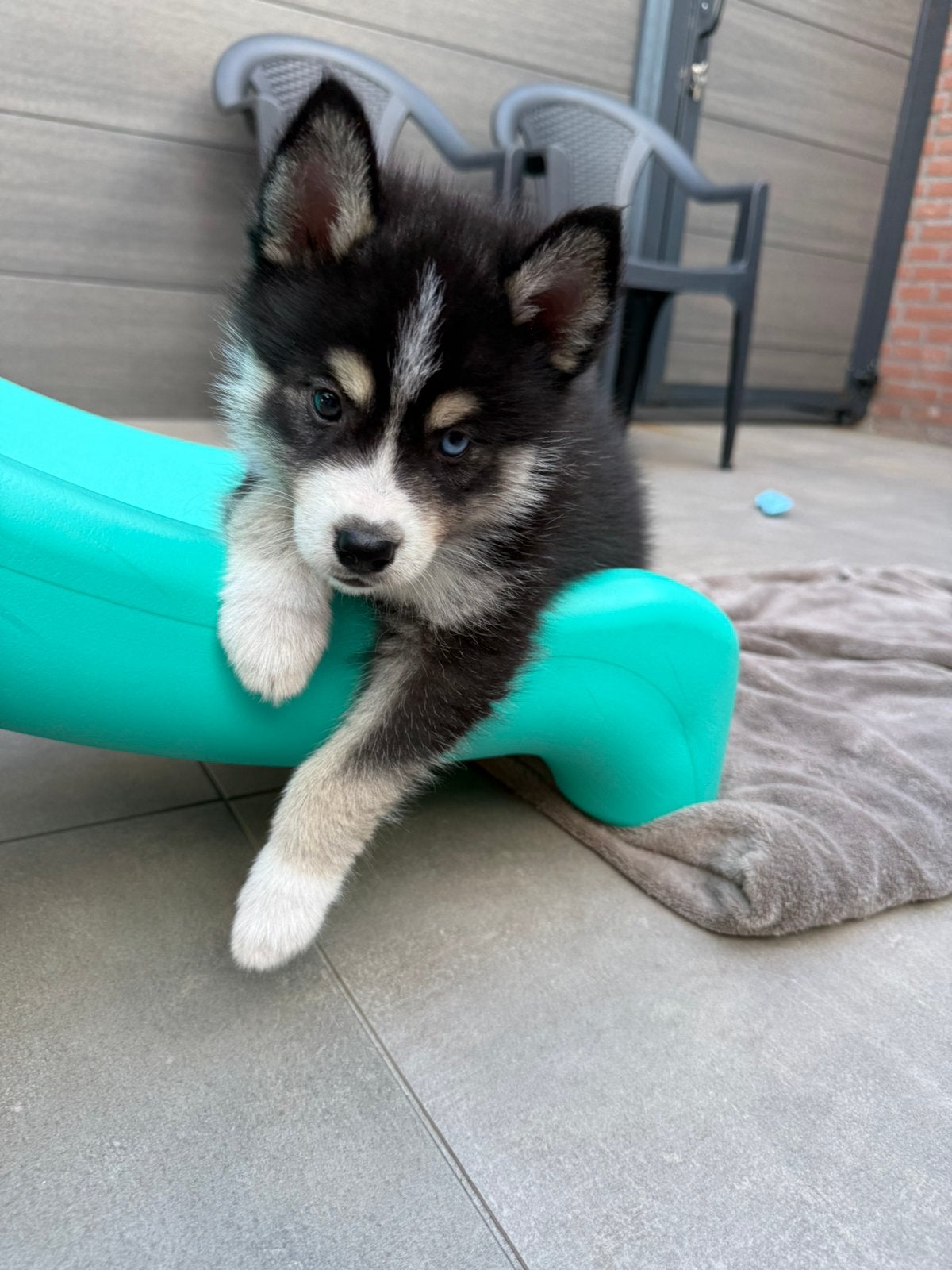 De mooiste en liefste pomsky pups, Parvo, 8 tot 15 weken, Meerdere, Nederland