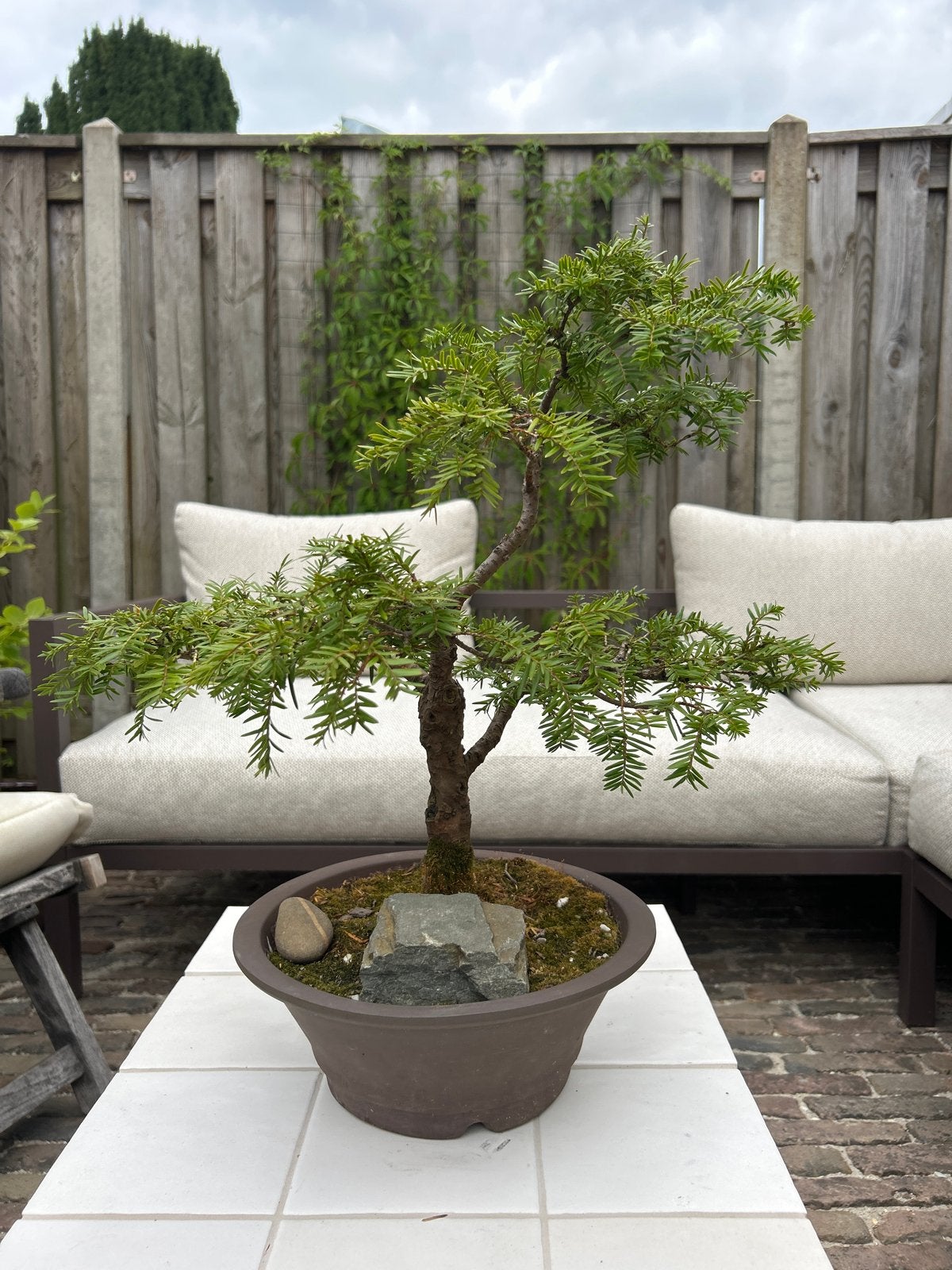 Prachtige Bonsai Taxus Baccata, Tuin en Terras, Overige soorten, Vaste plant, Ophalen of Verzenden, Bloeit niet