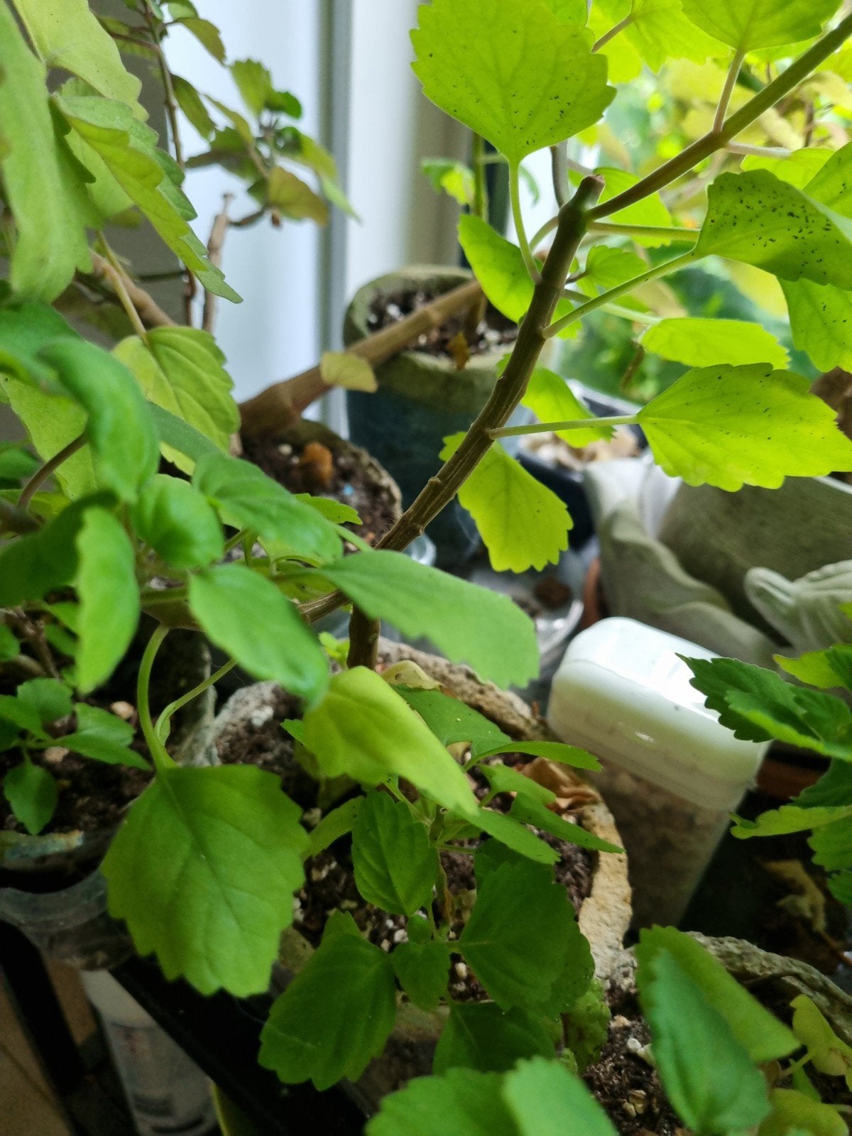 Mooie verschillende Ernstii pecantus mint bonsai, Huis en Inrichting, Kamerplanten, In pot, Minder dan 100 cm, Bloeiende kamerplant