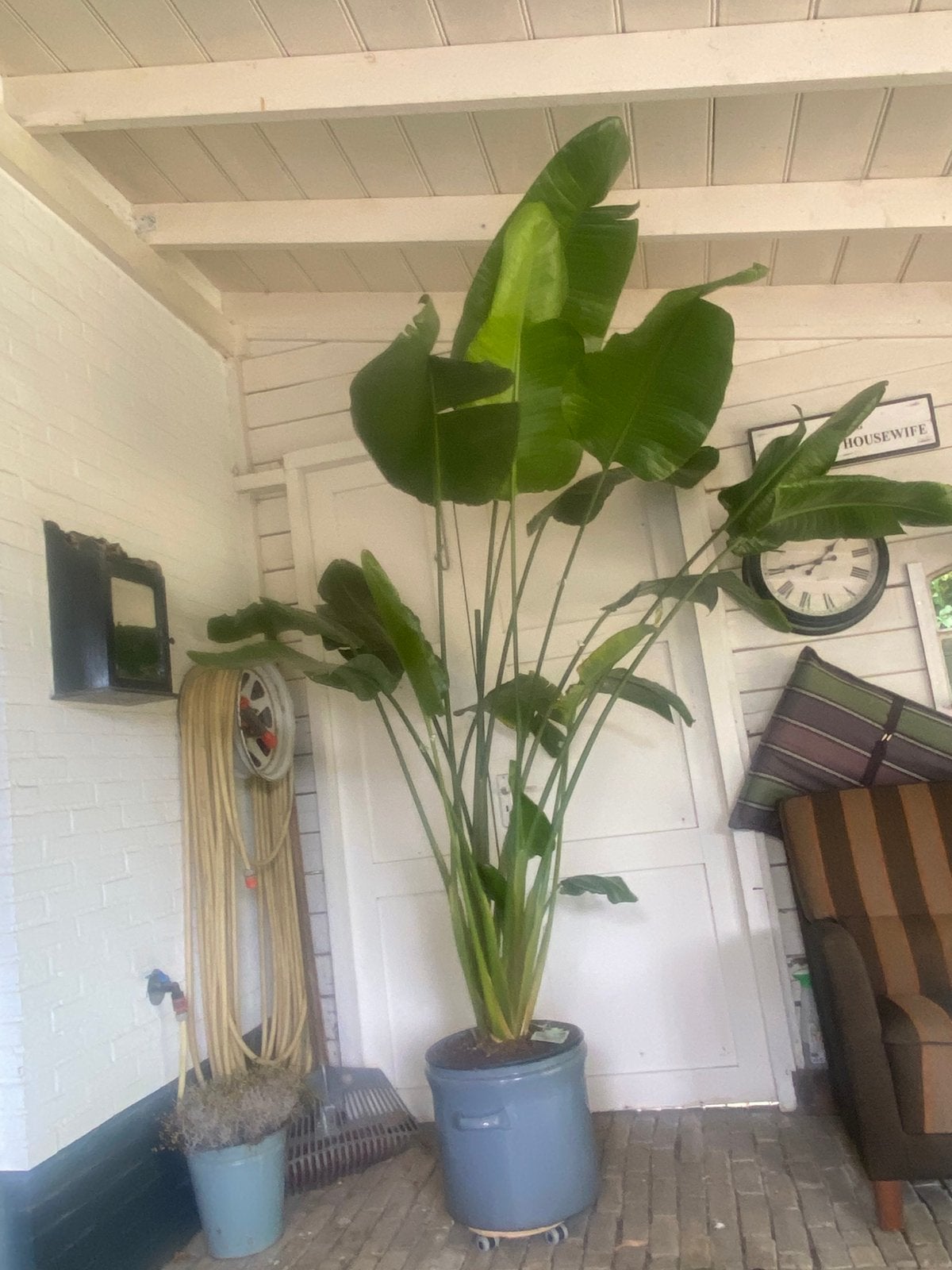 Plant Strelitzia Augusta, Huis en Inrichting, Ophalen, Halfschaduw, 200 cm of meer