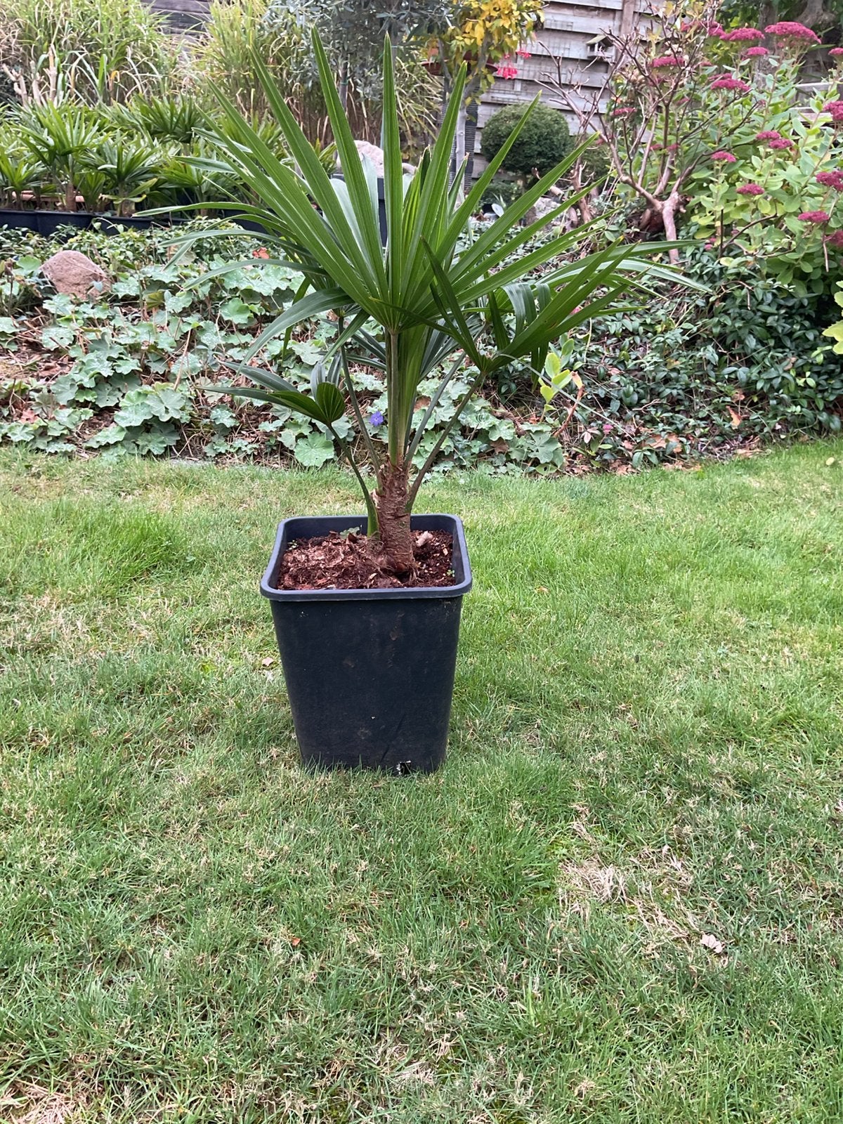 trachycarpus fortunei palmplanten, Ophalen, Overige soorten, Volle zon