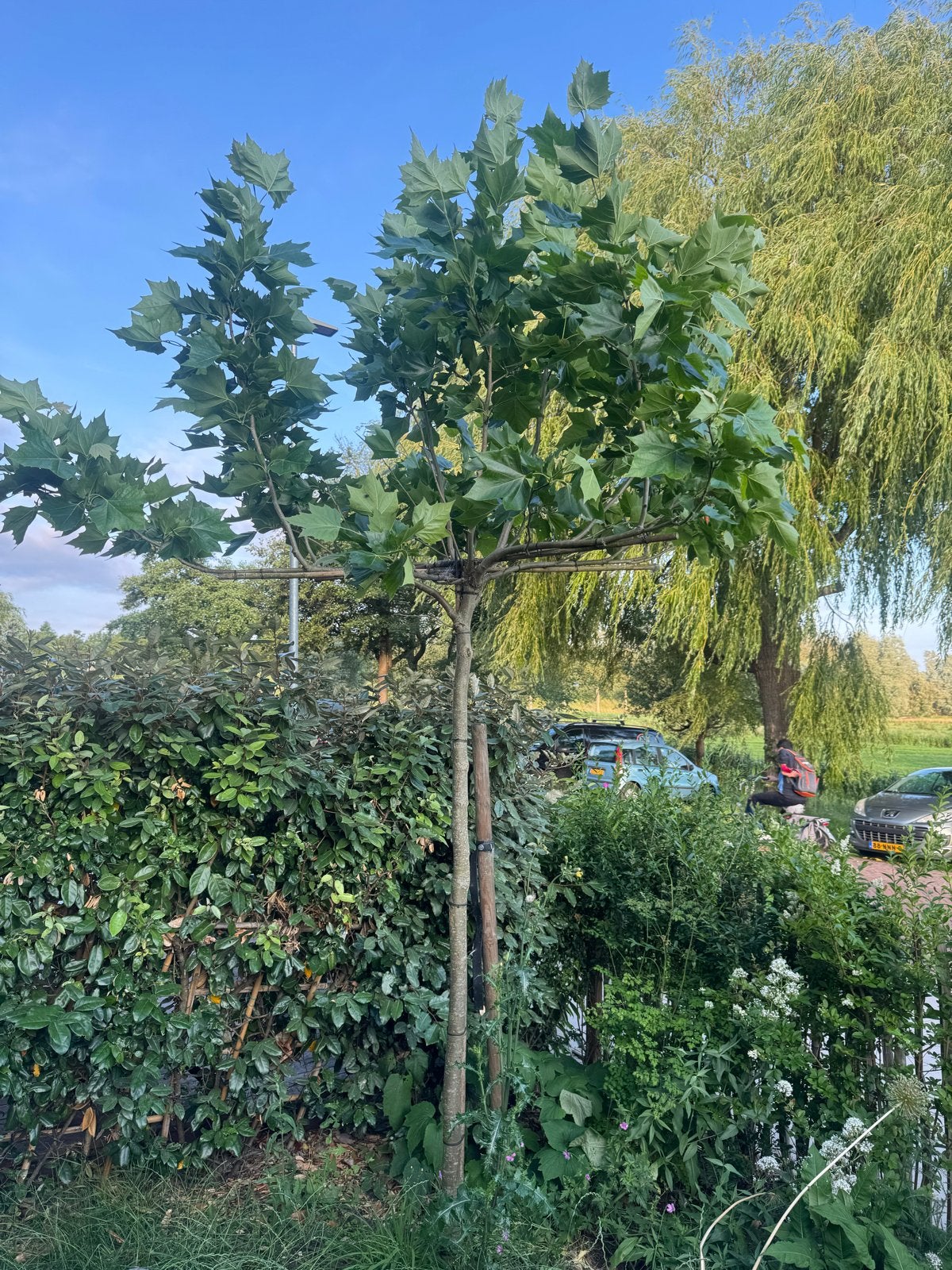Gewone plataan - ca. 3,5 meter hoog, Volle zon, Vaste plant, Bloeit niet, Ophalen