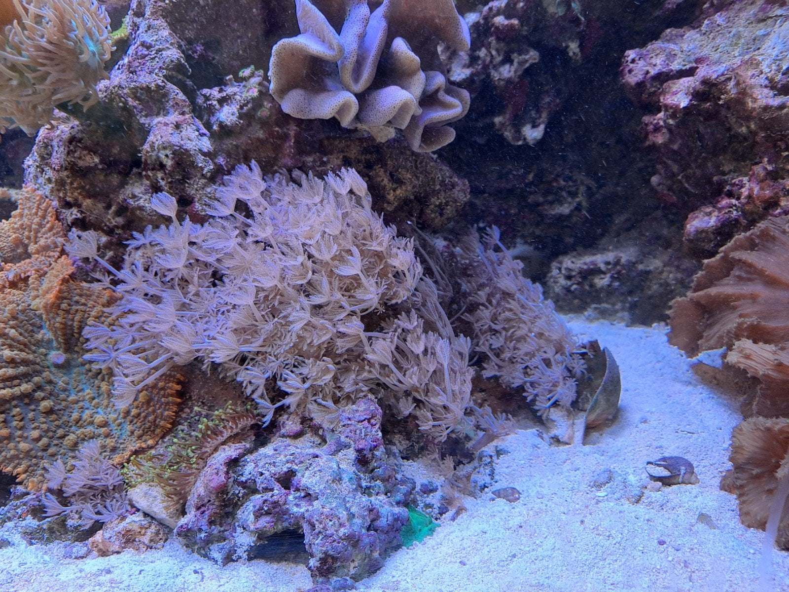 koraalstekjes €7,50 per stek, Dieren en Toebehoren, Vissen | Aquariumvissen, Overige typen, Zoutwatervis