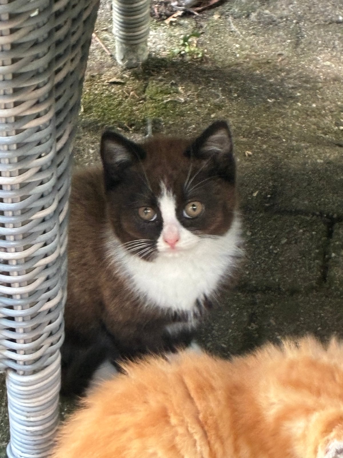 Zwart wit halflangharig katertje, Kater, Kortharig, 0 tot 2 jaar