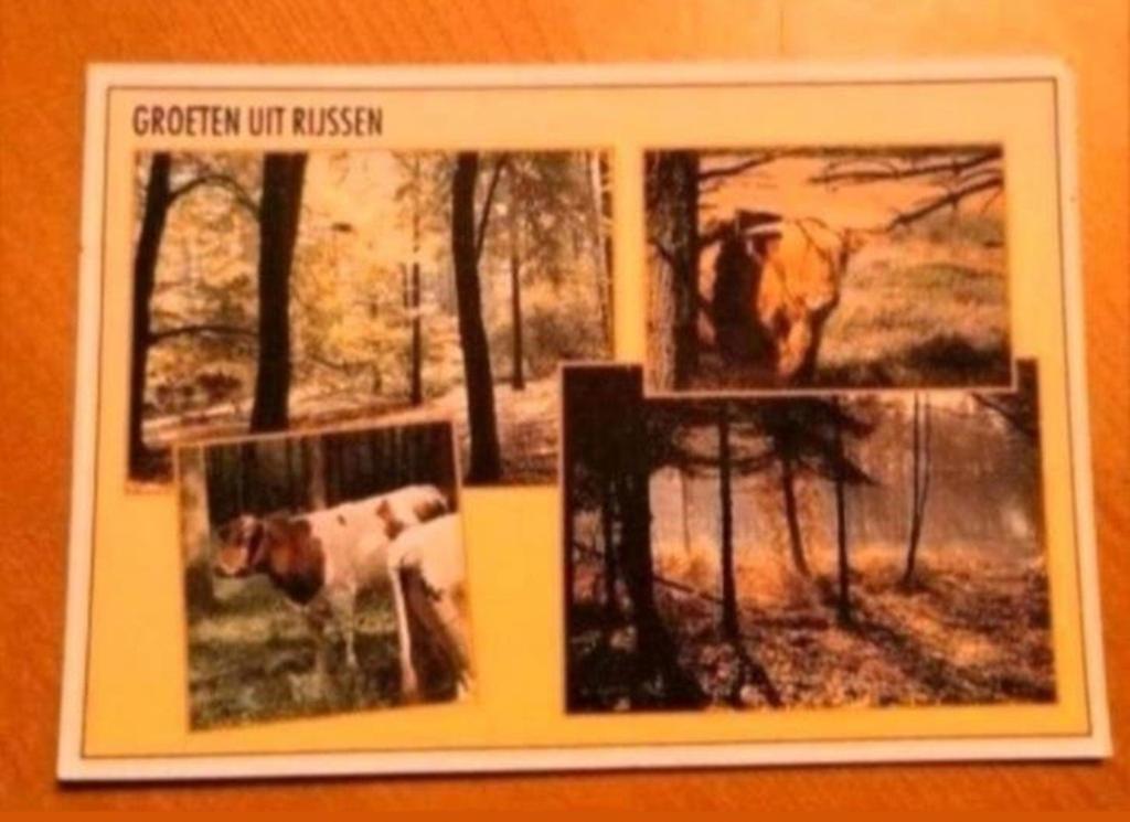 Ansichtkaart Groeten uit Ruinen - Drenthe, Ophalen of Verzenden, 1980 tot heden, Ongelopen, Drenthe
