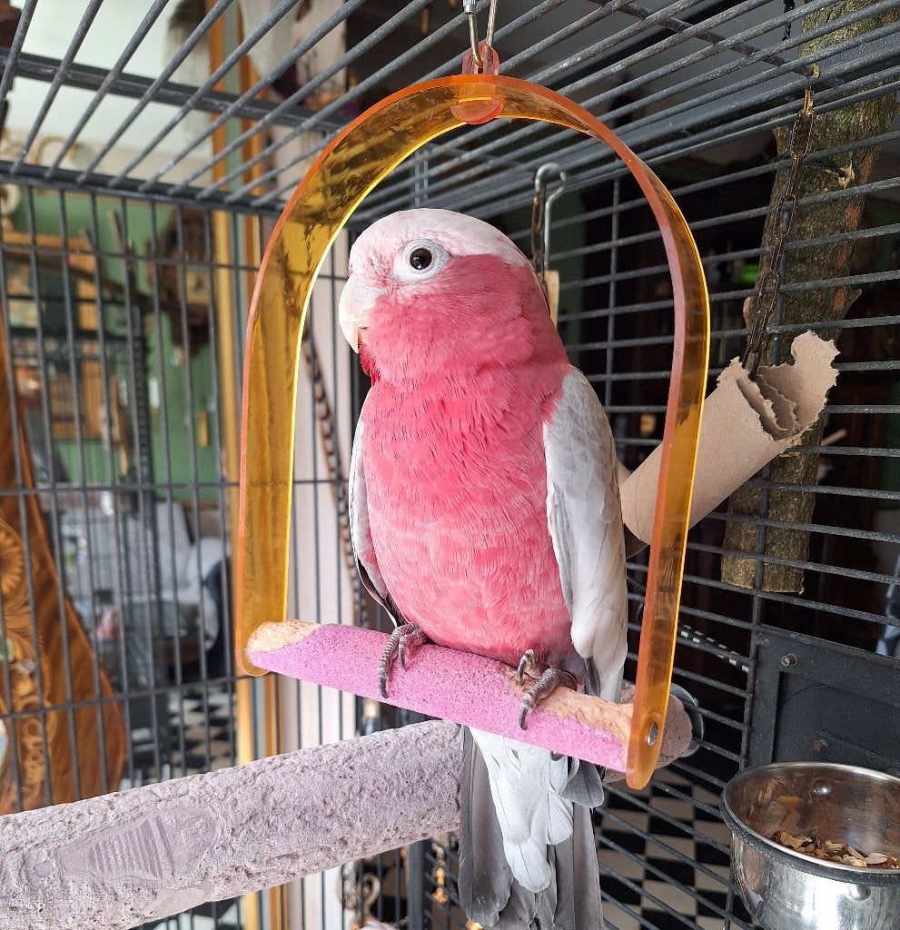 Rosé kaketoe met  pittig karakter., Vrouwelijk, Papegaai, Geringd