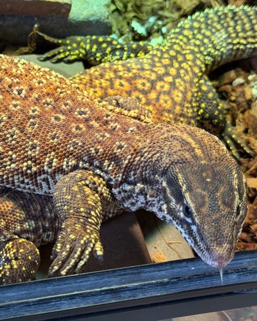 Varanus Ackies red Monitor Lizard photo 5
