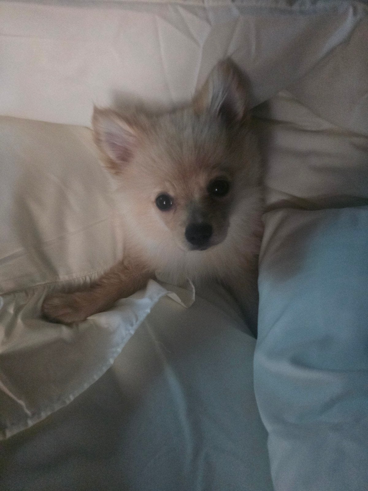 Dwergkees Hondje Teefje., Keeshond, 8 tot 15 weken, Teef, Eén hond