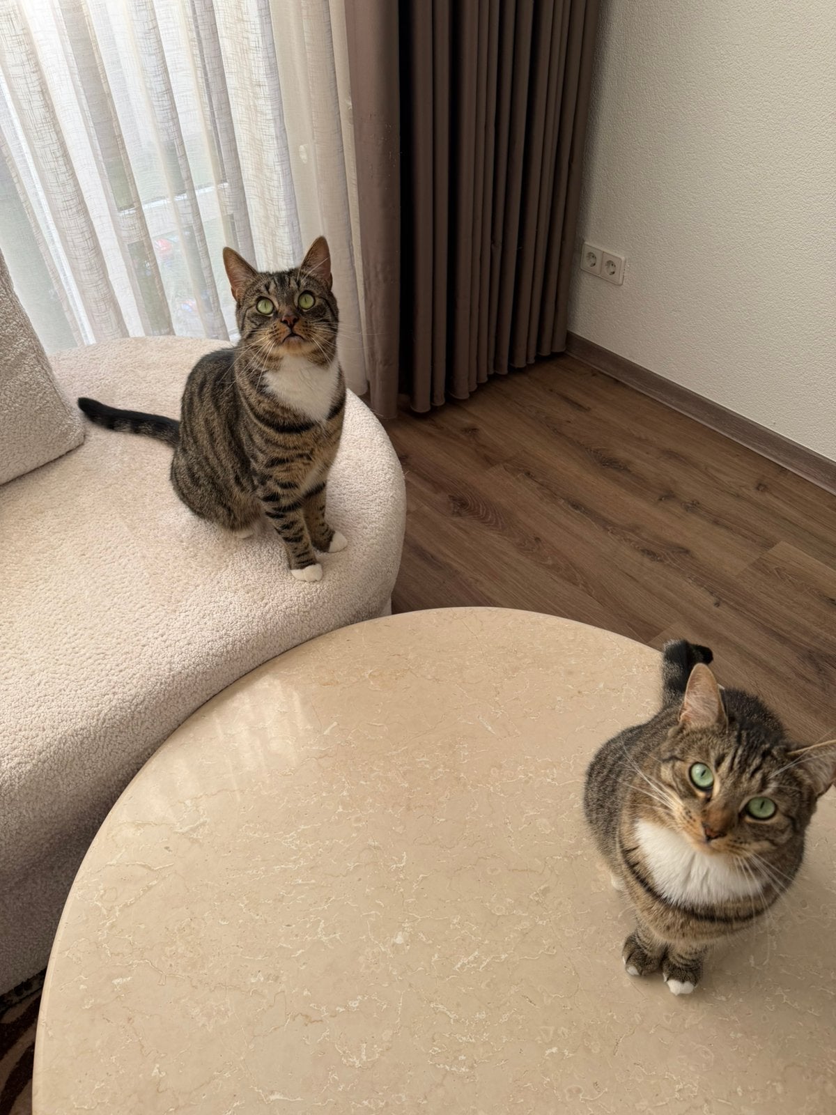Lieve katten zoeken nieuwe thuis, Dieren en Toebehoren, Meerdere dieren