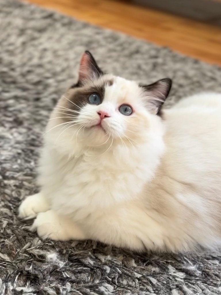 Aanhankelijke Ragdoll kittens met stamboom, Meerdere dieren, Met stamboom, 0 tot 2 jaar