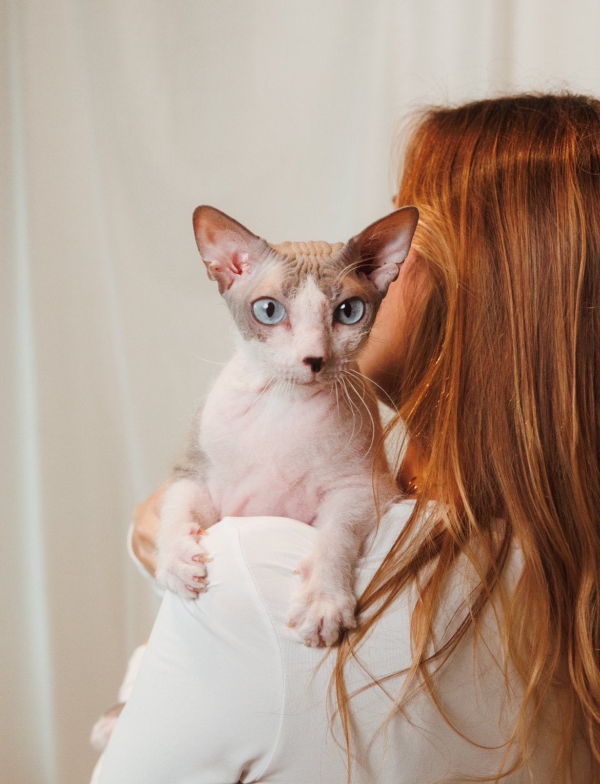 Herplaatsing Peterbald Sphynx brush, Poes, Gechipt