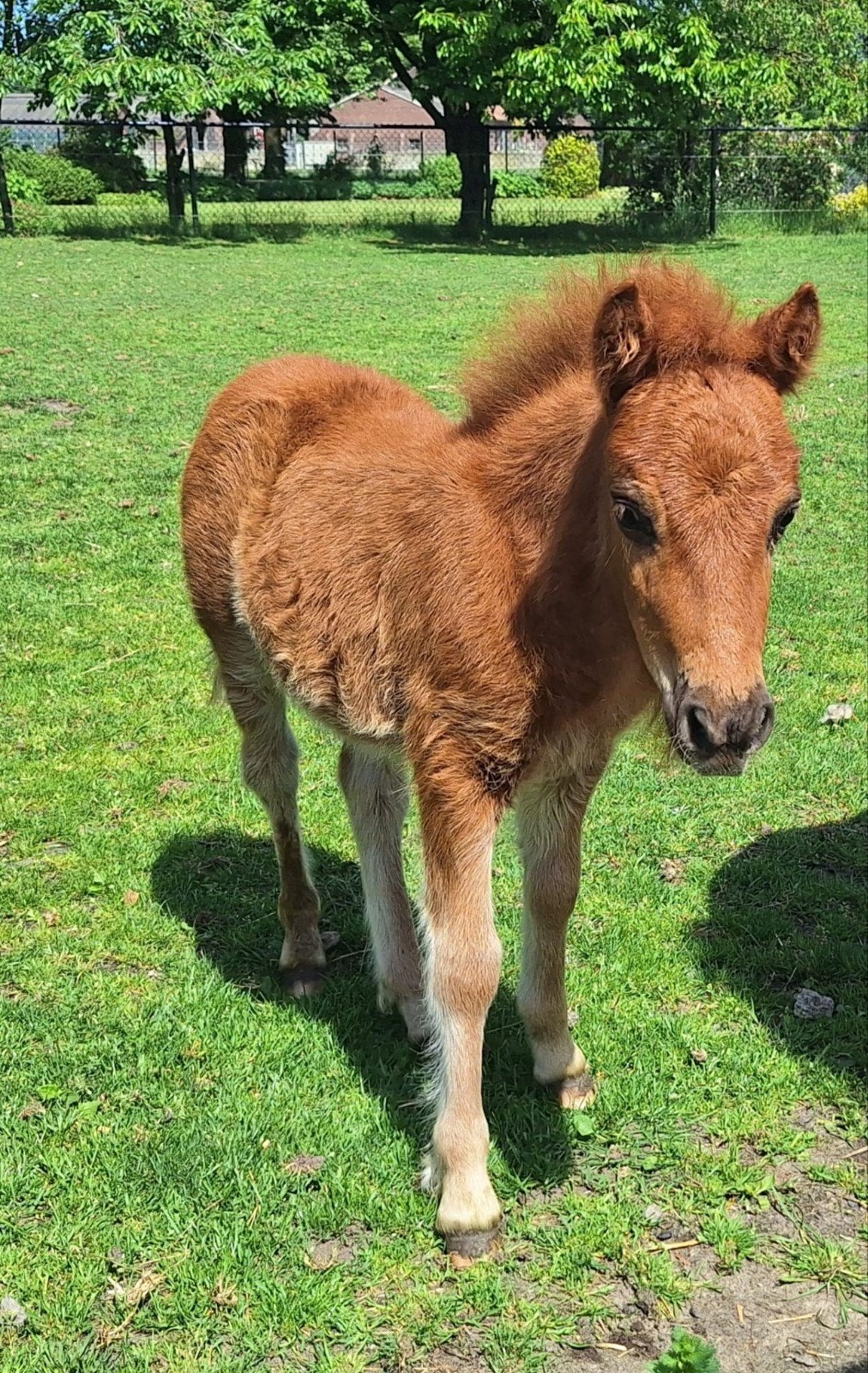 Tamme Shetlander hengst en hengst veulen, Hengst, A pony (tot 1.17m), 0 tot 2 jaar