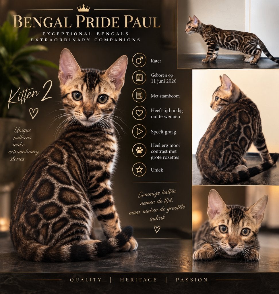 Bengaal Kittens | 1 Beschikbaar | Stamboom | EU Paspoort, Dieren en Toebehoren, Kater, Met stamboom, 0 tot 2 jaar