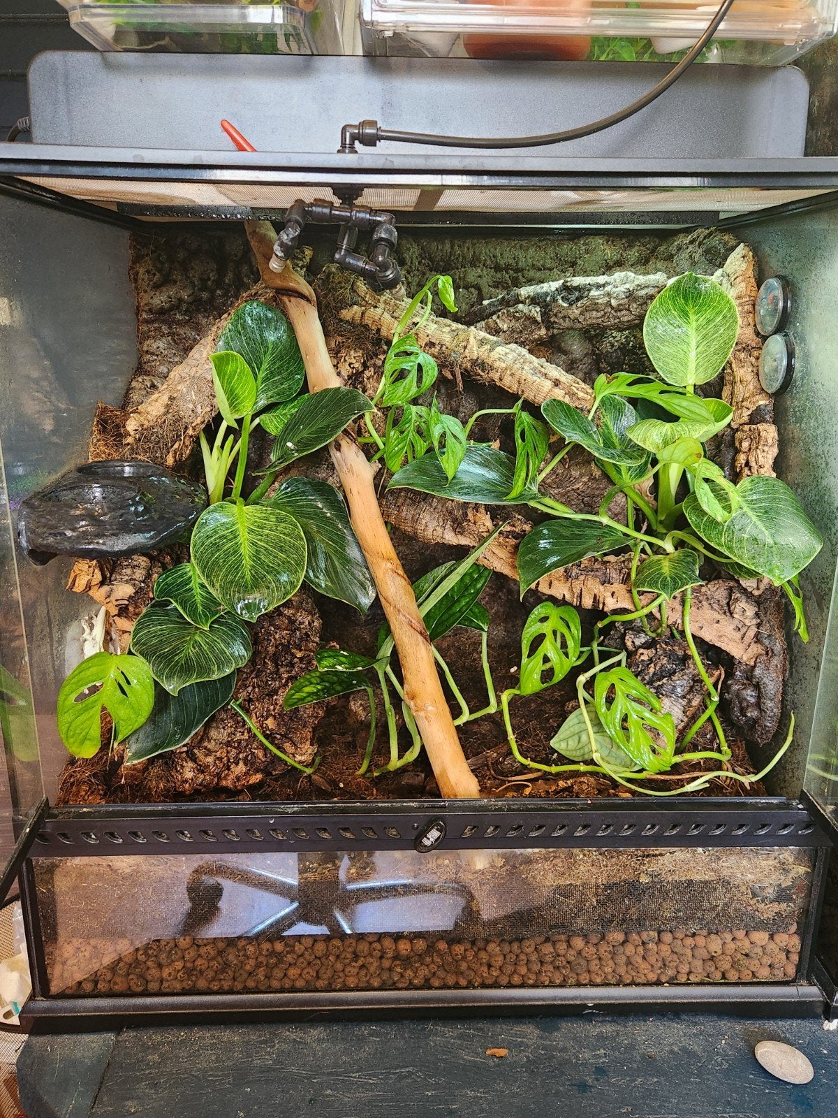 Red lilly white inclusief terrarium, Hagedis, Met terrarium, 3 tot 6 jaar