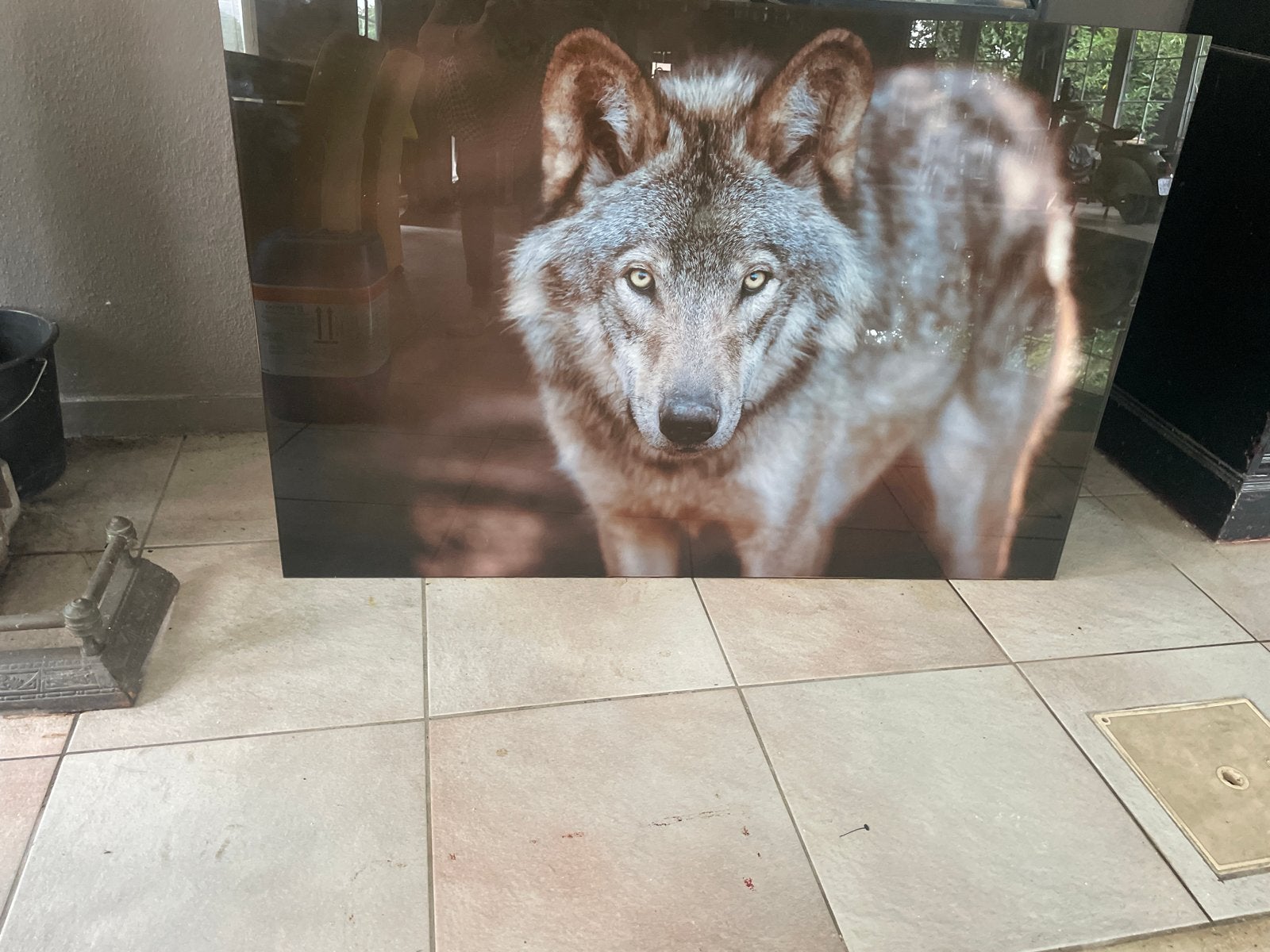 Grote print van een wolf op glas, Gebruikt, Ophalen of Verzenden, Print, 100 tot 125 cm