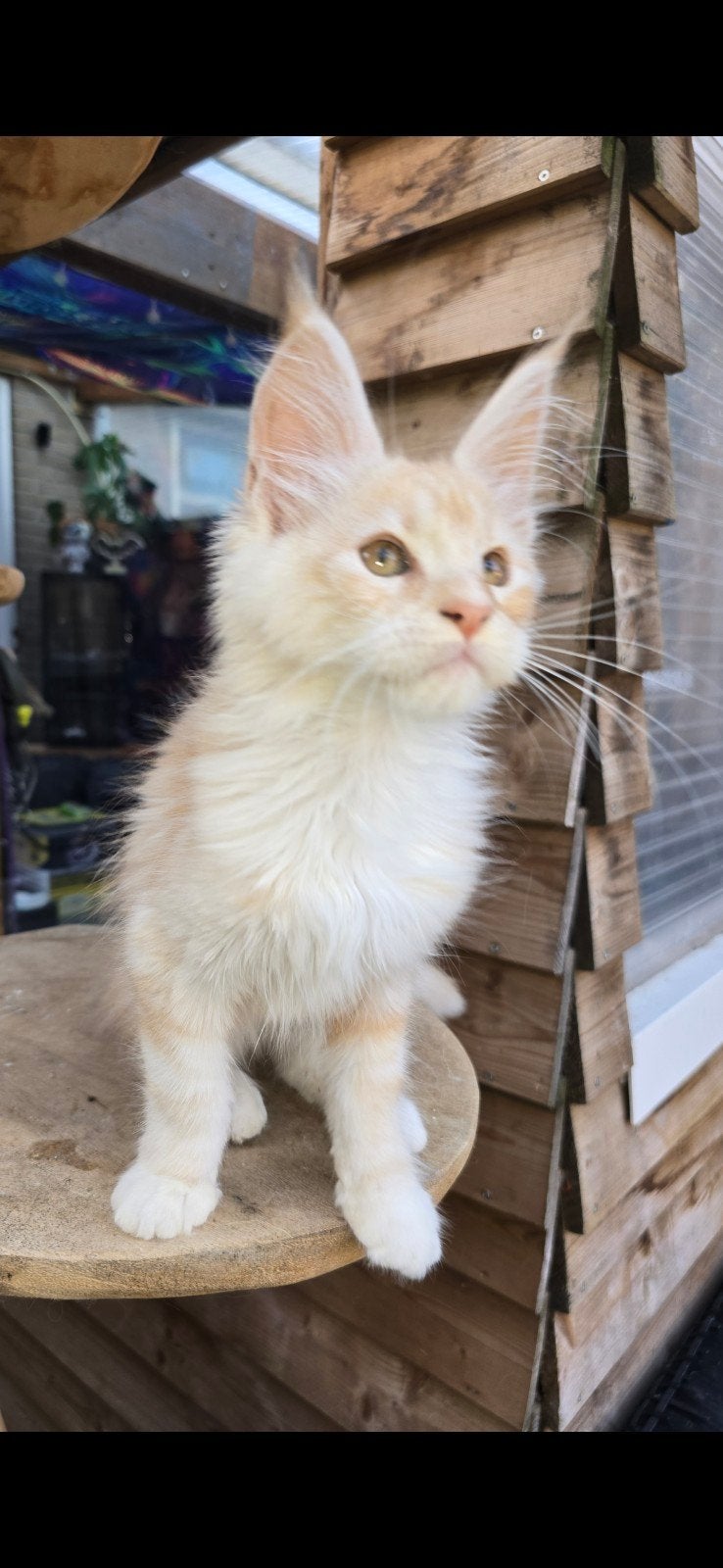 laatste poesje red zilver tabby beschikbaar, Dieren en Toebehoren, Meerdere dieren, Gechipt, 0 tot 2 jaar