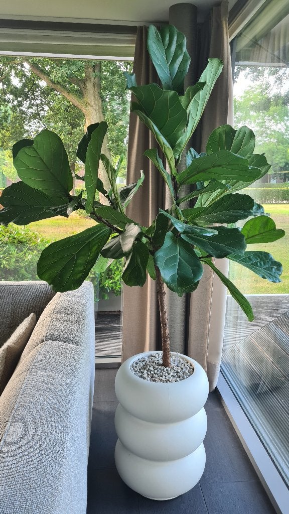 Ficus lyrata op stam op hydrocultuur  (optioneel bloempot), Huis en Inrichting, Ophalen, Ficus, 100 tot 150 cm, Halfschaduw