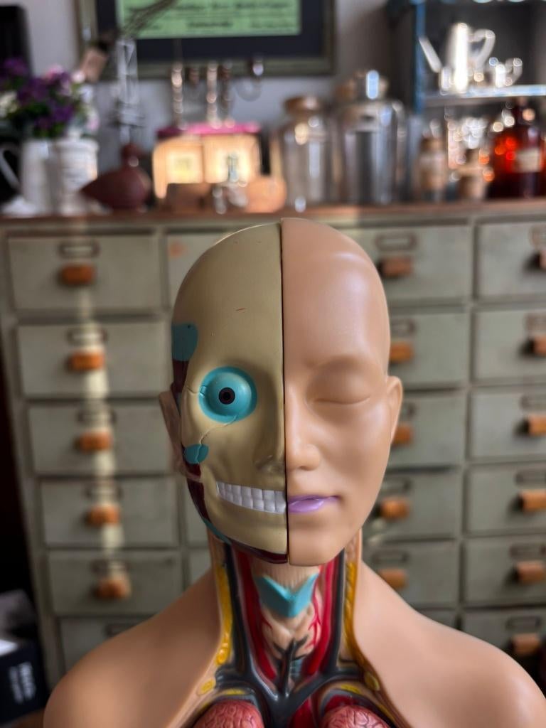 Anatomisch torso model, educatief menselijk lichaam., Ophalen of Verzenden