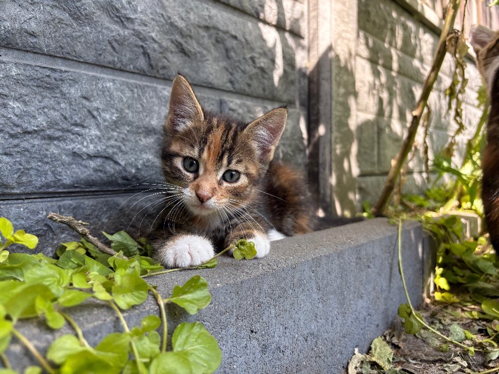2 mainecoon x europese korthaar kittens, Dieren en Toebehoren, Meerdere dieren, Kortharig, 0 tot 2 jaar