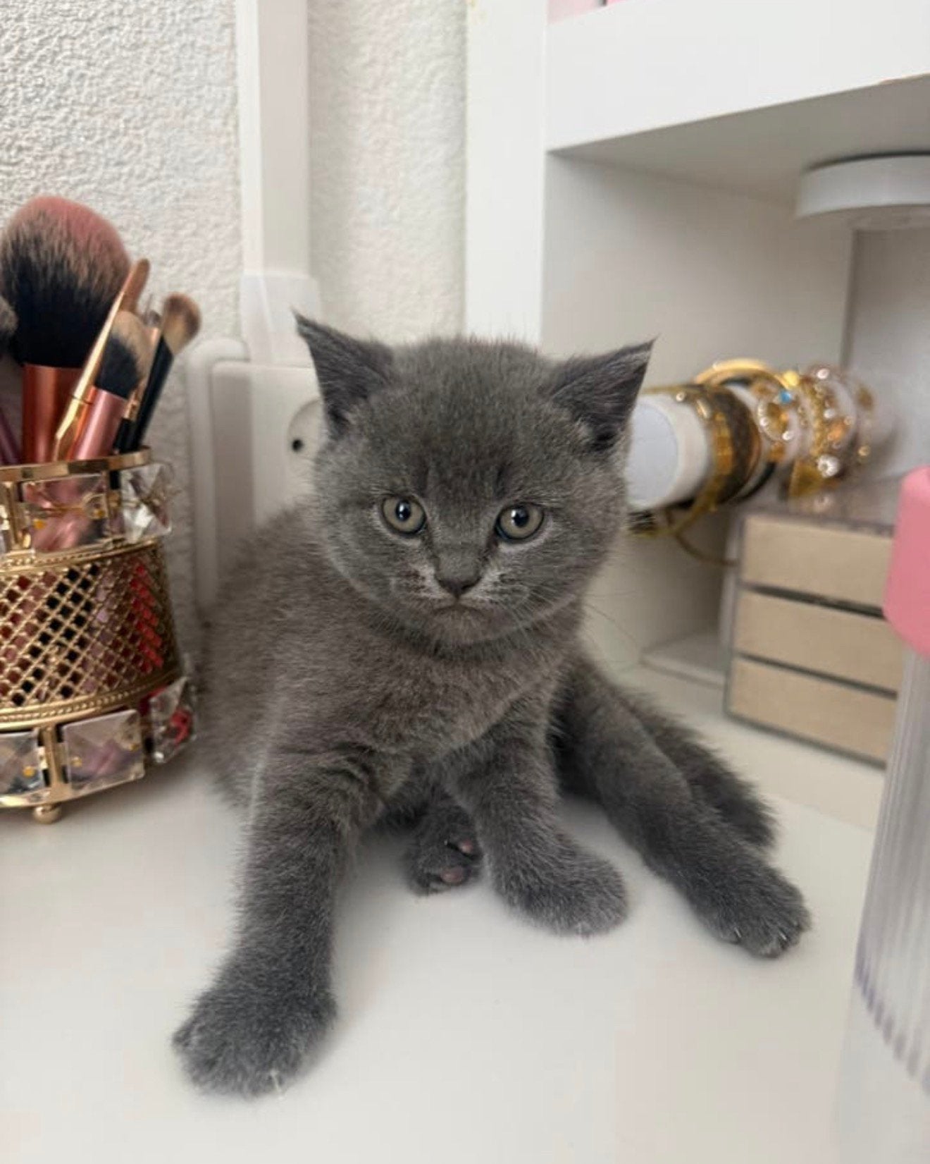 Grijze britse korthaar kitten 2 grijze poes🐾, Dieren en Toebehoren, Katten en Kittens | Raskatten | Korthaar, Poes, Ontwormd