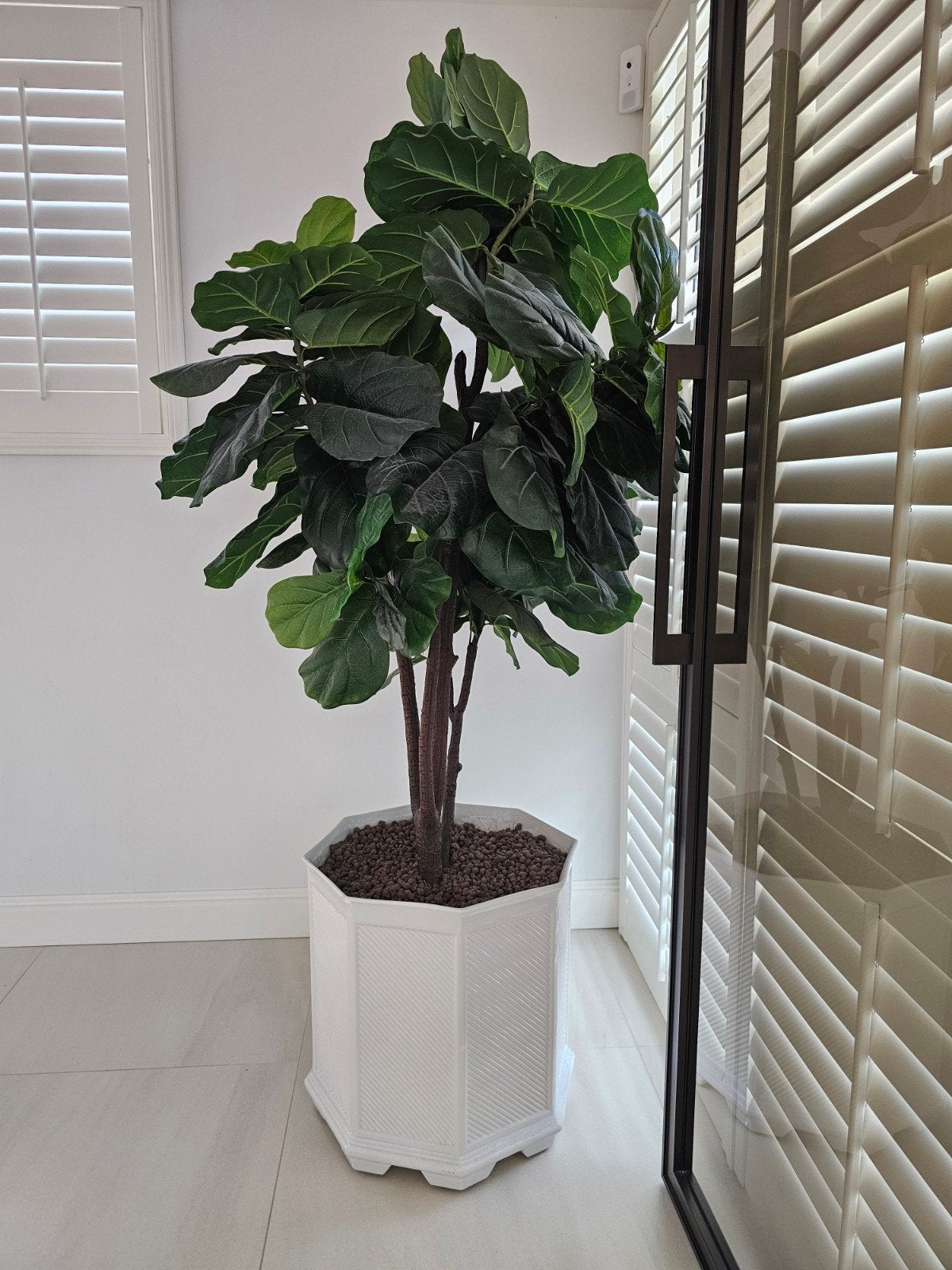 Grote Ficus Lyrata (Tabaksplant) in witte pot, Huis en Inrichting, Ophalen, Ficus, 100 tot 150 cm, Halfschaduw