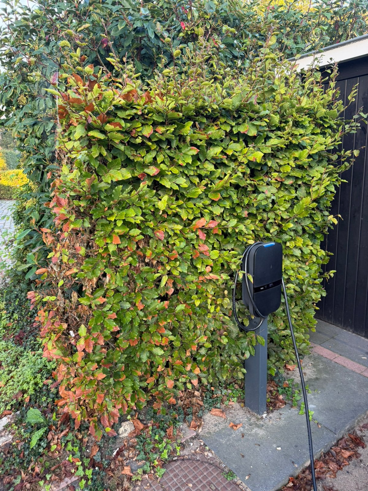 Beukenhaag, Ophalen, Beukenhaag, 100 tot 250 cm