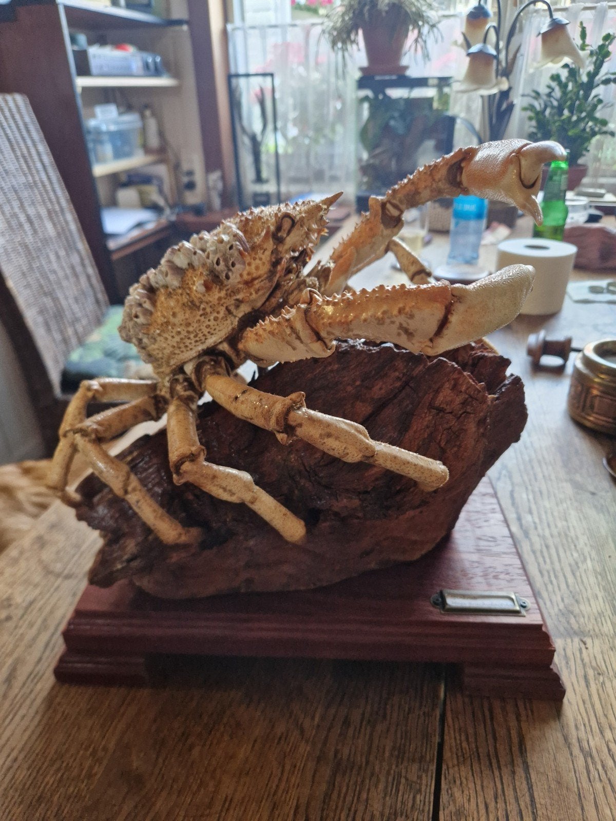 Spinkrab (Maja Brachydactyla) op houten sokkel, Ophalen of Verzenden