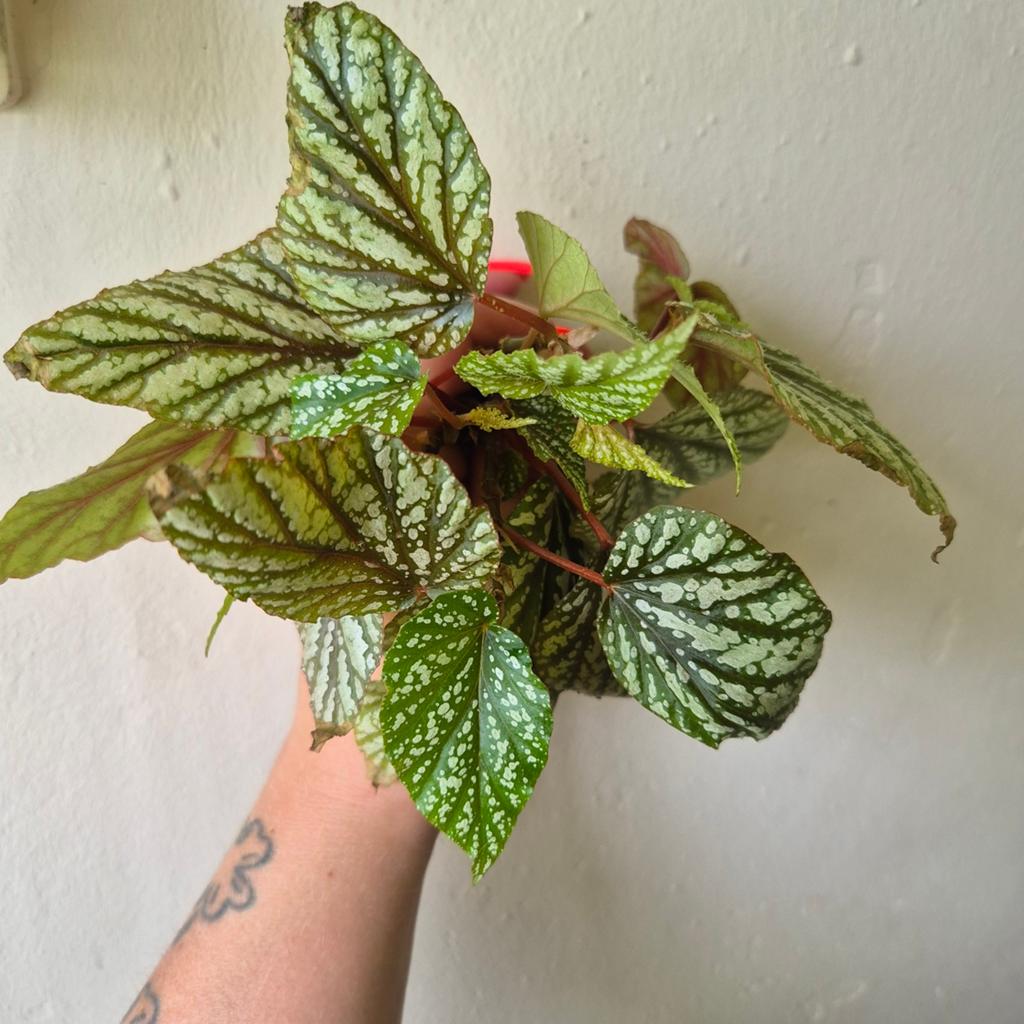 Begonia guttata stekken (zie beschrijving), Ophalen of Verzenden, Halfschaduw, Minder dan 100 cm