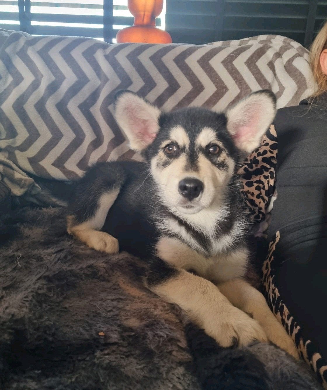 Nog 1 prachtig en lieve australische husky reutjes, Dieren en Toebehoren, Reu, 8 tot 15 weken, Meerdere, Nederland