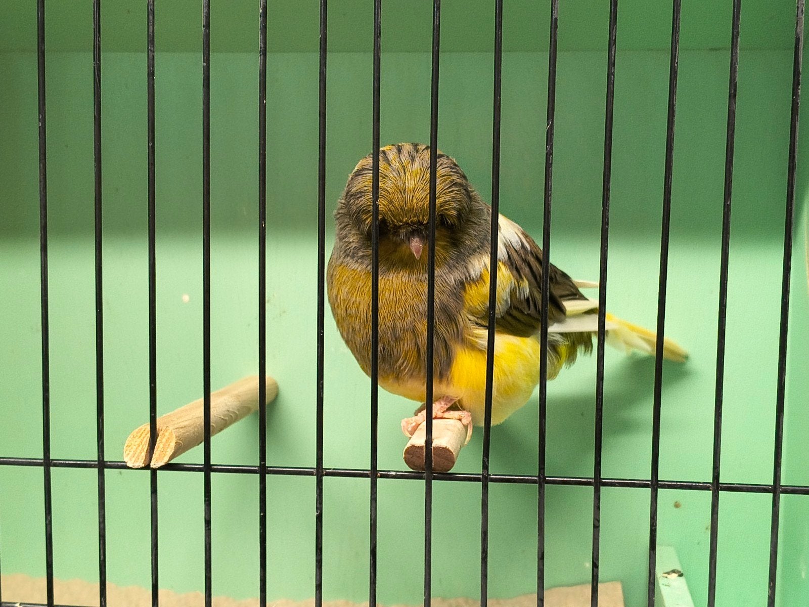 Top kwaliteit gloster kanaries, Meerdere dieren, Postuurkanarie