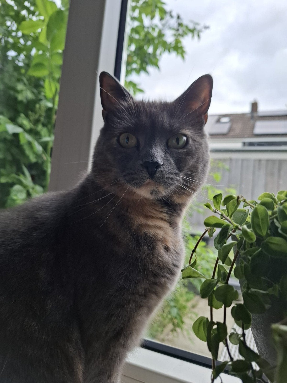 2 katten te koop, Dieren en Toebehoren, Katten en Kittens | Overige Katten, Poes, 6 jaar of ouder