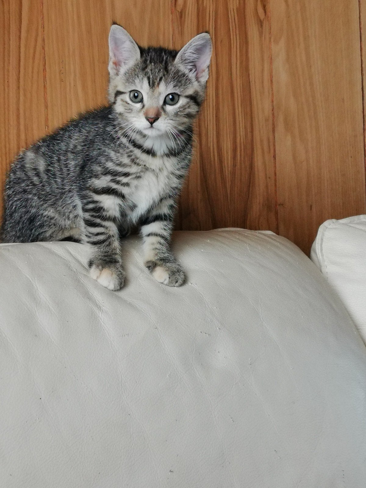 schattig poesje, Meerdere dieren, Kortharig, 0 tot 2 jaar