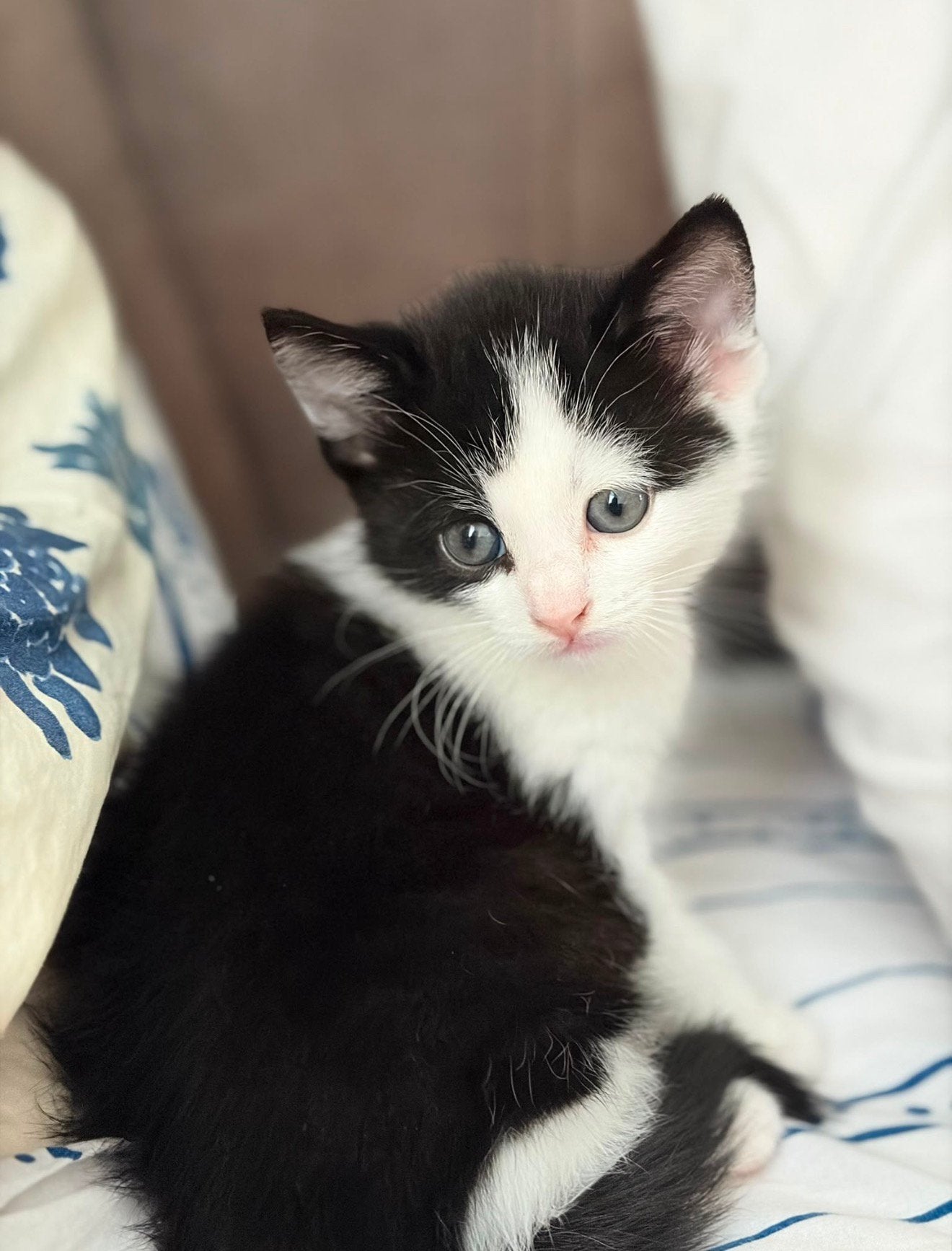 Lief katertje zoekt een warm thuis, Dieren en Toebehoren, Katten en Kittens | Overige Katten, Kater