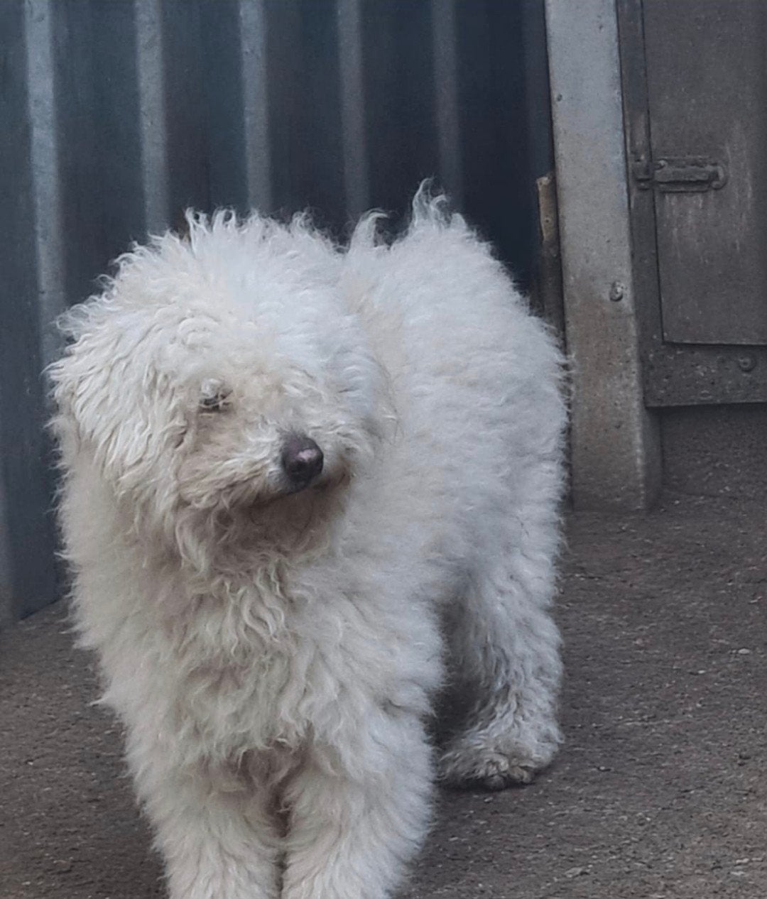 3 poedelachtigen teefjes middelgroot., Parvo, 1 tot 2 jaar, Teef, Meerdere