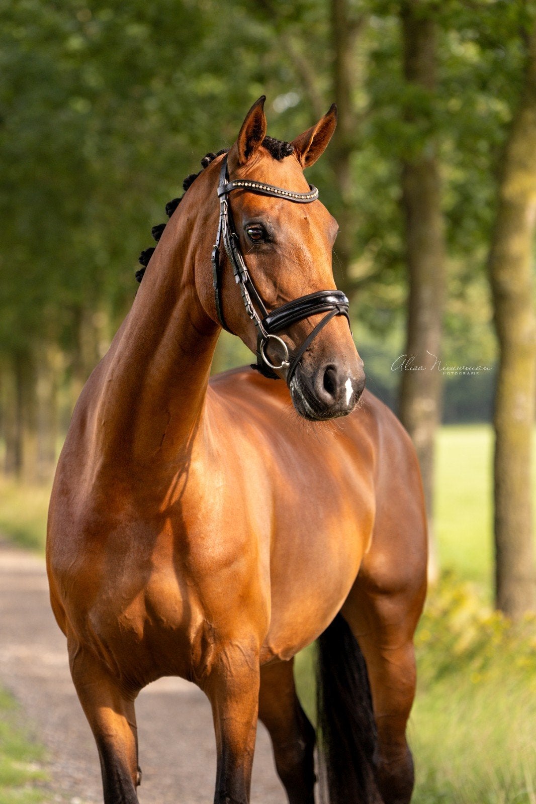 11 jarige sport/ster Z2 dressuur merrie, Merrie, Dressuurpaard, 160 tot 165 cm, 11 jaar of ouder
