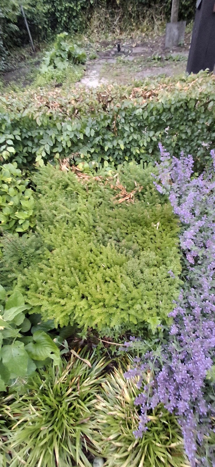 5 buxussen, zelf mee helpen met uitgraven., Tuin en Terras, Planten | Tuinplanten, Ophalen, Overige soorten, Volle zon